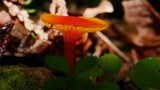 Hygrocybe insipida image
