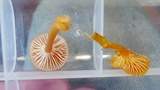 Hygrocybe insipida image