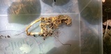 Ophiocordyceps heteropoda image