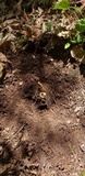 Ophiocordyceps heteropoda image