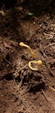 Ophiocordyceps heteropoda image
