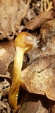 Ophiocordyceps heteropoda image