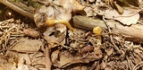 Ophiocordyceps heteropoda image