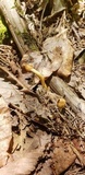 Ophiocordyceps heteropoda image
