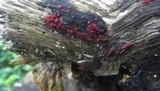 Nectria episphaeria image