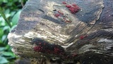 Nectria episphaeria image