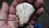 Abortiporus biennis image