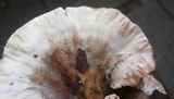 Abortiporus biennis image