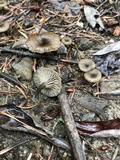 Arrhenia epichysium image