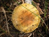 Amanita amerimuscaria image