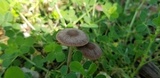 Psathyrella bipellis image