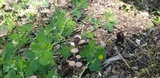 Psathyrella bipellis image