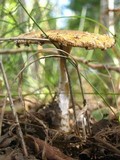 Amanita amerimuscaria image