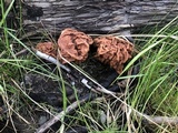 Gyromitra montana image