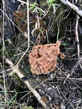 Gyromitra montana image