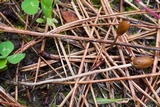 Galeropsis polytrichoides image