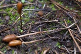 Galeropsis polytrichoides image