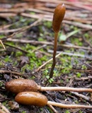Galeropsis polytrichoides image