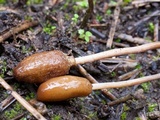 Galeropsis polytrichoides image