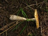 Amanita amerimuscaria image