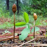 Galeropsis polytrichoides image