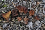 Gyromitra ambigua image