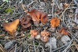 Gyromitra ambigua image