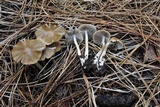 Psathyrella oregonensis image