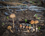 Psathyrella seymourensis image