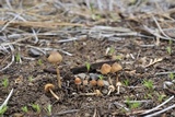 Psathyrella seymourensis image