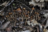 Conocybe semiglobata image
