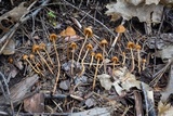 Conocybe semiglobata image