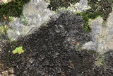 Leptogium lichenoides image