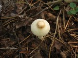 Lepiota clypeolaria image