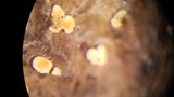 Clonostachys rosea image