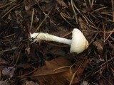 Lepiota clypeolaria image