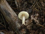 Lepiota clypeolaria image