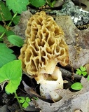 Morchella americana image
