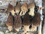 Morchella snyderi image