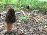 Morchella brunnea image