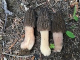 Morchella brunnea image