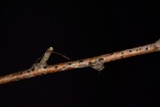 Melanconium stromaticum image