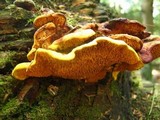 Pseudomerulius curtisii image
