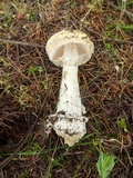 Amanita aprica image