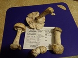 Amanita aprica image