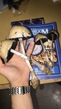Panaeolus semiovatus image