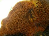 Pseudomerulius curtisii image