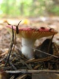 Russula cessans image