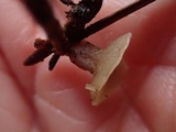 Cudoniella clavus image