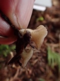 Cudoniella clavus image